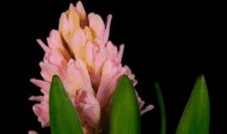 新年快乐图片漂亮 新年快乐图片漂亮