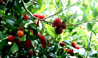 东魁杨梅是哪里产的 东魁杨梅是哪里产的