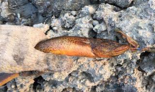 最大的黄鳝 最大的黄鳝